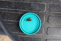 Bombus borealis image