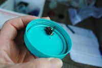 Bombus borealis image