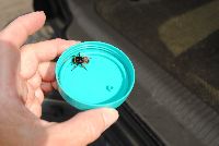 Bombus terricola image