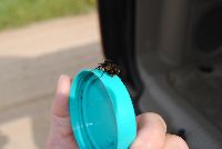 Bombus terricola image