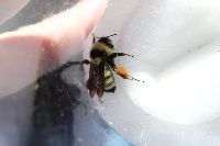 Bombus fervidus image
