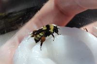 Bombus fervidus image
