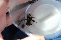 Bombus fervidus image