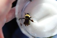 Bombus fervidus image