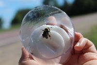 Bombus fervidus image