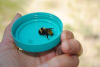 Bombus borealis image