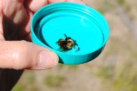 Bombus griseocollis image