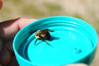Bombus griseocollis image