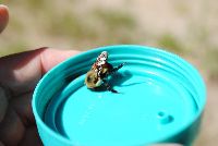 Bombus griseocollis image