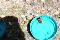 Bombus borealis image