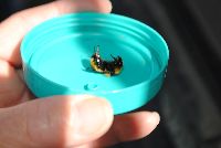 Bombus borealis image