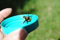 Bombus borealis image