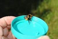 Bombus borealis image