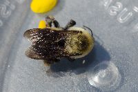 Bombus griseocollis image