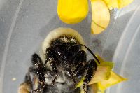 Bombus griseocollis image