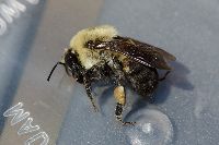 Bombus griseocollis image