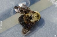 Bombus griseocollis image