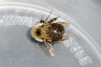 Bombus bimaculatus image