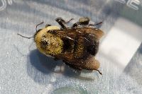 Bombus griseocollis image