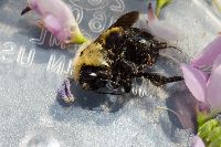 Bombus griseocollis image