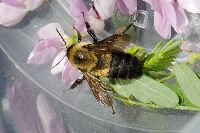 Bombus griseocollis image