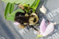 Bombus bimaculatus image