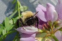 Bombus bimaculatus image