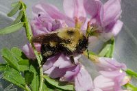 Bombus bimaculatus image