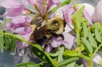 Bombus bimaculatus image