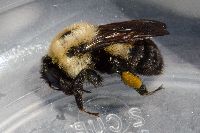 Bombus griseocollis image