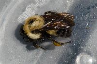 Bombus griseocollis image