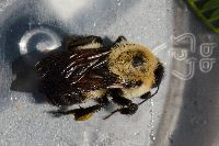 Bombus griseocollis image