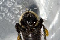 Bombus griseocollis image