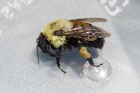 Bombus griseocollis image