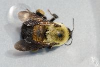 Bombus griseocollis image