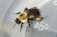 Bombus griseocollis image