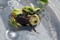 Bombus griseocollis image