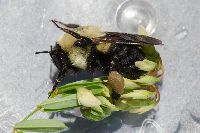 Bombus griseocollis image