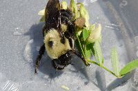 Bombus griseocollis image