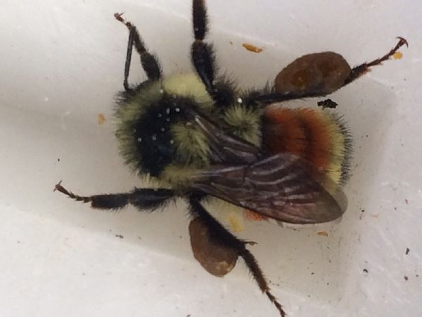 Bombus ternarius image