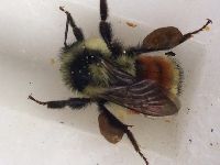 Media resource of Bombus ternarius
