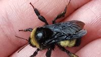 Bombus pensylvanicus image