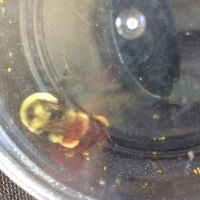 Media resource of Bombus affinis