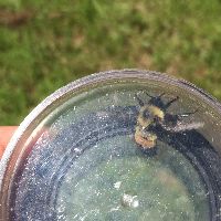 Bombus affinis image