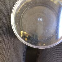 Bombus affinis image