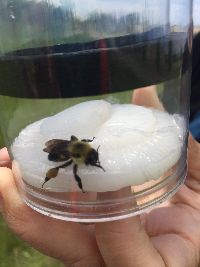 Bombus griseocollis image