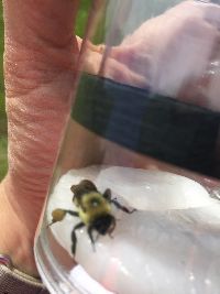 Bombus griseocollis image