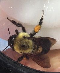 Bombus griseocollis image