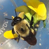 Bombus griseocollis image