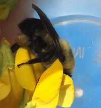 Bombus griseocollis image